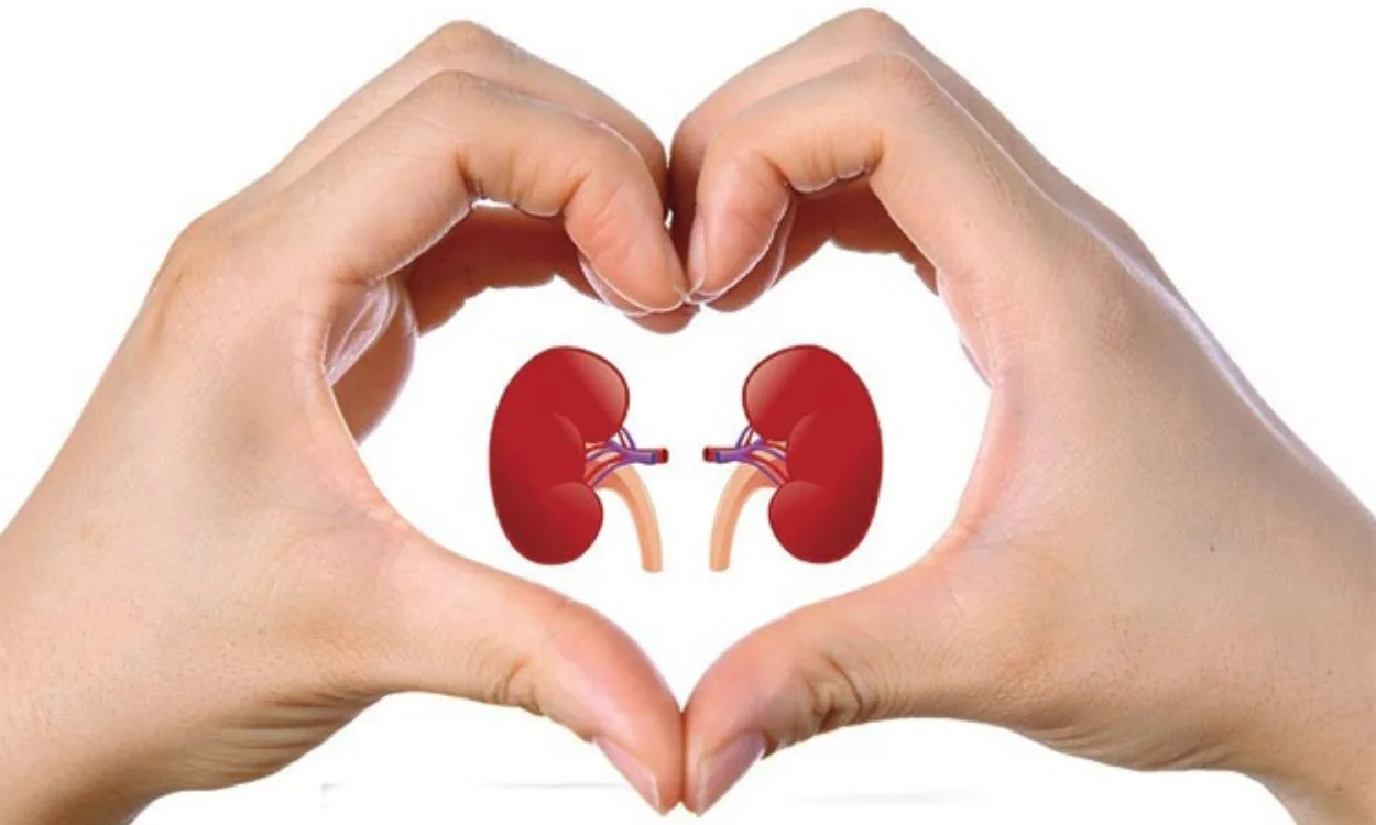 Facts about donate kidneys